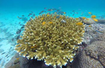 Экскурсия на острова Пхи Пхи с Пхукета фото №5