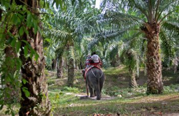 Экскурсия в Краби 1 день с Пхукета фото №7