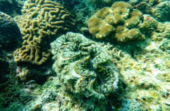 Экскурсия на острова Пхи Пхи с Пхукета фото №10