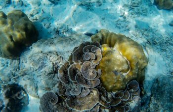 Экскурсия на острова Пхи Пхи с Пхукета фото №9