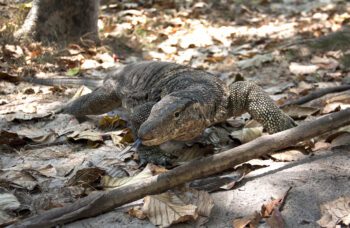 Экскурсия на острова Ко Рок и Ко Хаа фото №10