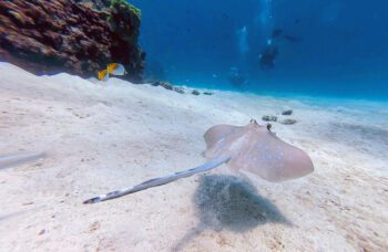 Дайвинг на Пхукете фото №10