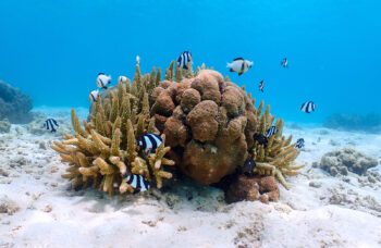 Экскурсия на остров Сурин фото №12