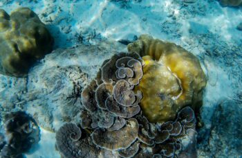 4 жемчужины фото №13