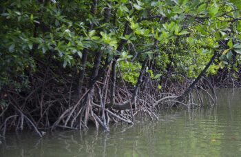 Экскурсия в провинцию Пханг Нга фото №14