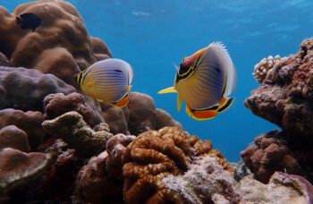 Экскурсия на остров Сурин фото №16