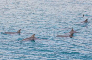 Рача Яй + Рача Ной фото №9