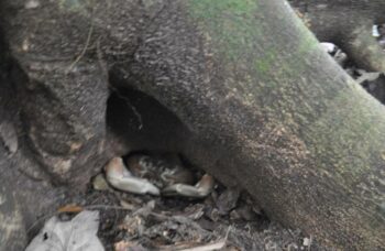 Остров Тачай фото №13